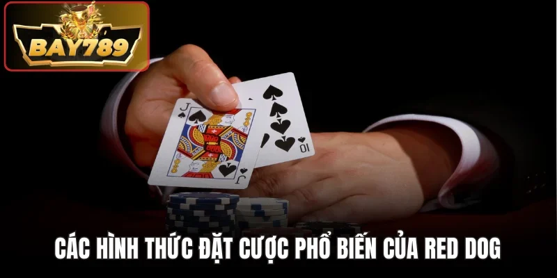 Các hình thức đặt cược phổ biến của Red Dog